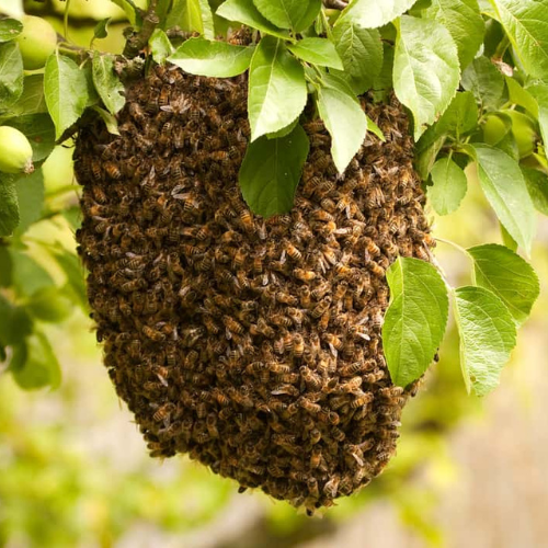 Swarming And Control